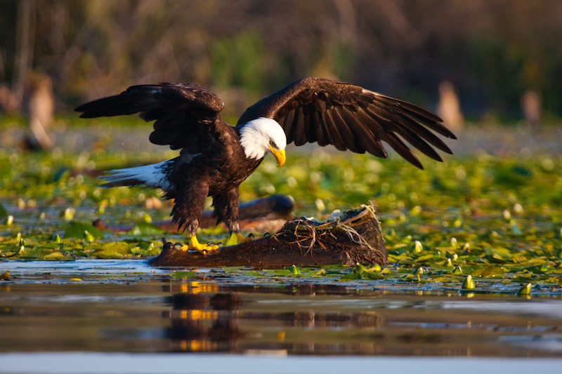 Bald Eagle